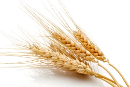 invertir en el precio del trigo