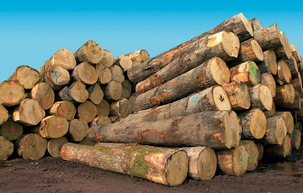 trading de madera de longitud aleatoria